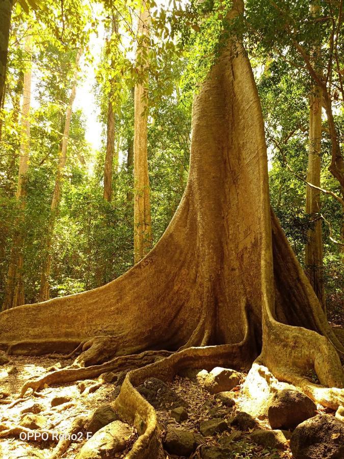 Forest Breath Eco-Lodge カッティエン エクステリア 写真